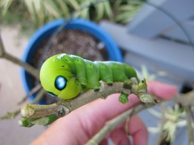 Caterpillars on plants